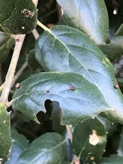 Dryocosmus minusculus