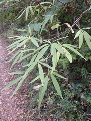 Vitex agnus-castus