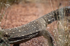 Varanus giganteus