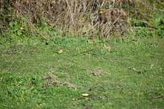 Phylloscopus collybita collybita