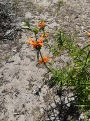 Leonotis leonurus