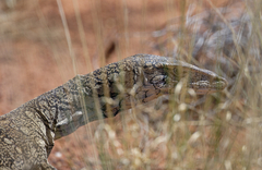 Varanus giganteus