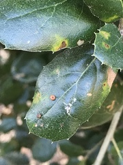 Dryocosmus minusculus