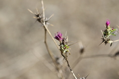 Centaurea calcitrapa