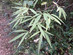 Vitex agnus-castus