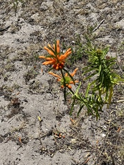 Leonotis leonurus