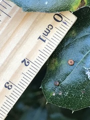 Dryocosmus minusculus