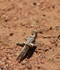 Macrolopholia