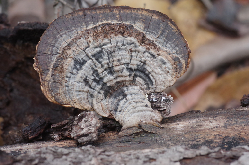 Hexagonia pobeguinii