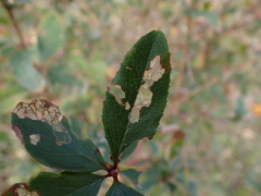 Berberis vulgaris