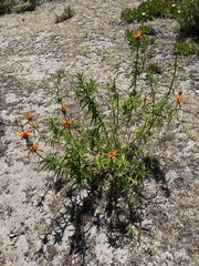 Leonotis leonurus