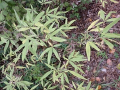 Vitex agnus-castus