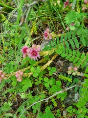 Sempervivum caucasicum