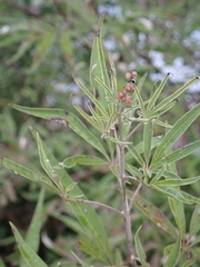 Vitex agnus-castus
