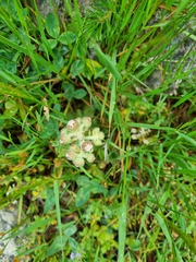 Sempervivum caucasicum