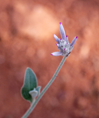Ptilotus sessilifolius