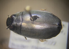 Dineutus
