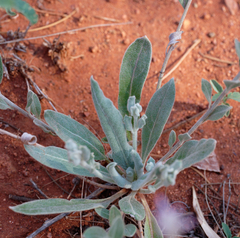 Ptilotus sessilifolius