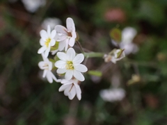 Berteroa incana