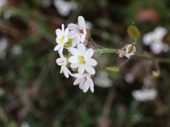 Berteroa incana