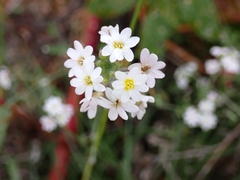 Berteroa incana