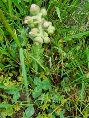 Sempervivum caucasicum