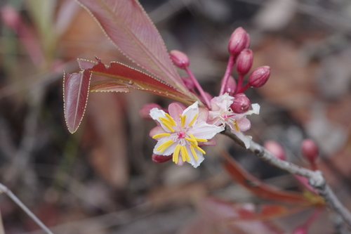 Brackenridgea arenaria