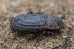 Gonocephalum rusticum