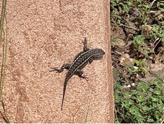 Sceloporus tristichus