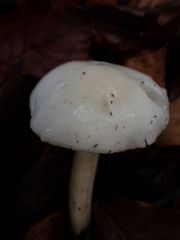 Hygrophorus cossus
