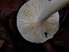 Hygrophorus cossus