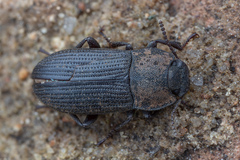 Gonocephalum rusticum