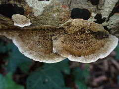 Coriolopsis gallica