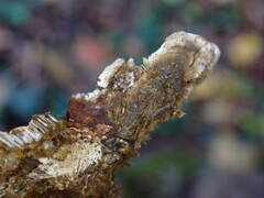 Coriolopsis gallica