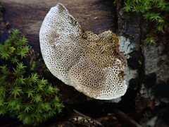 Coriolopsis gallica