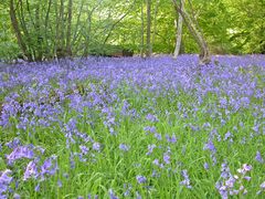 Hyacinthoides non-scripta