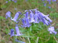 Hyacinthoides non-scripta