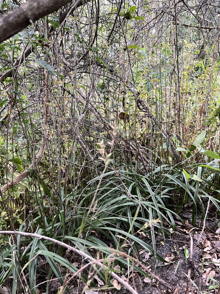Eulophia epidendraea