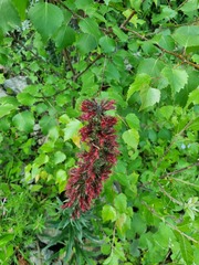 Pontechium maculatum