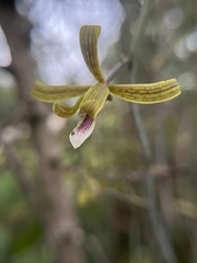 Eulophia epidendraea