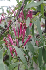 Tapinanthus dependens