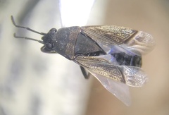 Peritrechus fraternus