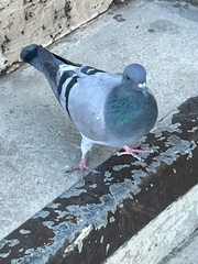 Columba livia domestica