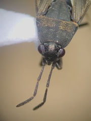Peritrechus fraternus