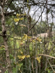 Eulophia epidendraea