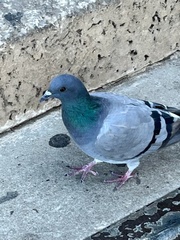 Columba livia domestica