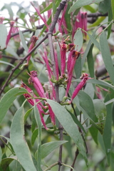 Tapinanthus dependens