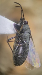 Peritrechus fraternus