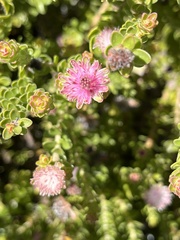Diastella divaricata divaricata