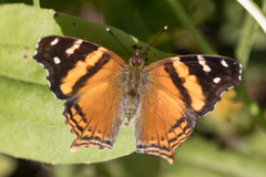 Hypanartia bella